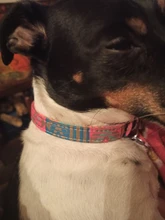 Suministros para mascotas tela doble arnés Collar de perro colorido Collar ajustable para mascota XS-L para pequeñas y medianas perros grandes