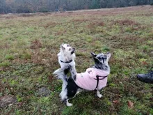 Jacket Clothing Puppy-Clothes Pet-Cat-Costume Dogs Soft-Fleece Chihuahua Winter For Yorkshire