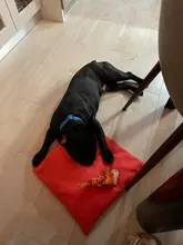 Juguete de mordida de perro para mascotas, mordedor de peluche para perros, Chihuahua, Yorkie, juguete para mascotas con sonido, entrenamiento interactivo, producto para mascotas