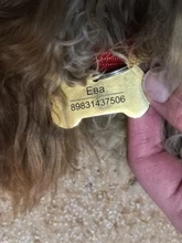 Placas de identificación personalizadas para perros, placas de identificación de Metal para cachorros, placas de identificación antipérdida para perros, gatos Pitbull, tarifa de grabado incluida accesorios para perros