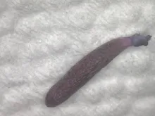 Microscopio Digital LED con USB, endoscopio con cámara para reparación de teléfonos móviles, colección de monedas, piel, ZM56, 1000x / 1600x