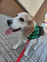 Pañuelo clásico a cuadros para perros y gatos, accesorios para el cuidado de mascotas, bufanda pañoleta, toalla de Saliva