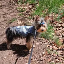 Chaleco vaquero de primavera para perros pequeños, ropa de Tzu para perros Yorkshire Terrier, ropa estilo vaquero para cachorros, chaqueta para Chihuahua, ropa para gatos
