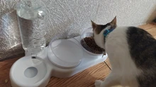 Cuenco para gato mascota doble cuencos de comida alimentador de agua con Auto dispensador de agua perro gato comida beber planteado soporte plato tres cuencos