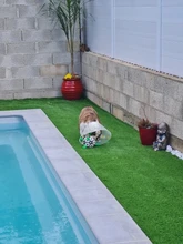 Interactive-Football-Toys Pets-Toy Tpu-Ball Dog-Training-Accessories Small Dogs Bite-Resistant