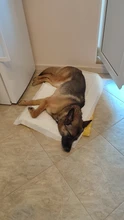 Cama para perros de invierno, camas suaves para perros y mascotas, esterilla, sofá cálido, cojín de Mascota, colchón para perros pequeños, medianos, grandes, gatos, Chihuahua, Cama para Perro