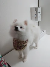 Scarf Pet-Accessories Dog-Supplies Puppy Cat-Bandana Washable-Collar Medium Cats Adjustable