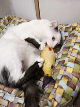 1pc peluche perro hueso juguetes mordedura-resistente limpia perro masticar cachorro juguete de entrenamiento de Banana y zanahoria vegetal, suministros para mascotas