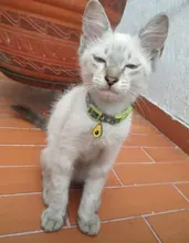 Puppy-Collar Kittens Bell Pet-Supplies Breakaway Adjustable with Cut Cats for 1PC