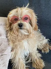 Gafas de protección contra el desgaste para perros y gatos adorables, productos para mascotas, protección contra el desgaste, gafas de sol, fotos, accesorios para mascotas, 1 ud.