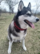 Collar de Color mejorado de alta calidad para perros grandes, Pastor Alemán, cadena P, ajustable, para perros medianos y grandes