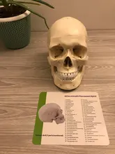 Modelo de accesorios médicos de tamaño real, Cráneo humano, modelo de anatomía anatómica, enseñanza médica, esqueleto, cabeza para estudiar, suministros de enseñanza