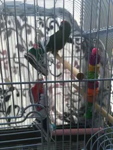 Mini zapatos de lona zapatos loro juguetes mascotas pájaro de la jaula decoración pie escalada juguete loro jaula para pájaros para mascotas zapatos loro Juguetes