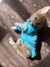 Winer-Ropa para Perro, Sudadera con capucha de diseño puro para gato y Perro, chaqueta para cachorro Chihuahau, Ropa para mascotas, Pug, novedad de 2020