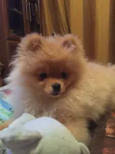 Pet-Molar-Toy Knot-Toys Puppy Pet-Supplies Bone-Rope Chew Teeth Cotton Clean 1pcs Braided