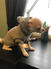 Sweater Puppy-Dog French Bulldog PETCIRCLE Teddy Chihuahau Winter Autumn Starfish Nordic