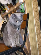 Accesorios de gato de cuero sintético rosa, collar de seguridad personalizado con nombre para chihuahua, Correa pequeña para gato, arnés para gato, XS, S, M, L, XL