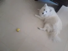 Juguete de inducción eléctrica para niños, Control remoto, visión única, amarillo, pequeño