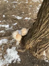 Arnés pequeño y mediano para perro, correa reflectante transpirable para el pecho, a cuadros, ropa para mascota Bichón, suministros de cadena para perro, chaleco estampado