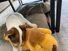 Juguete de entrenamiento de Mascota de peluche para cachorros, alivio de la ansiedad, ayuda para dormir, mordedores de juguete para perros