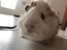 Harness-Vest Mice Hamster Guinea-Pig Chinchilla Ferret Leash-Set Animal-Accessorie Adjustable