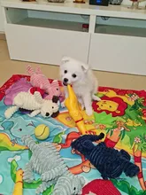 Pollo chillón de goma, bonita y divertida caricatura, Grande/cachorro interactivo, perro de juguete, Limpieza de dientes, Sm ll, juguetes para mascotas