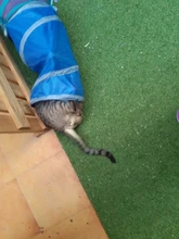 Juguete de túnel para mascotas, tubos de juego con 2 agujeros, bolas plegables, antiarrugas, para cachorros, hurones y conejos