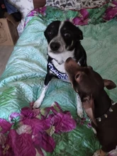 Leash-Set Vest Dog-Harness Reflective No-Pull Dogs French Bulldog Printed Small Fashion