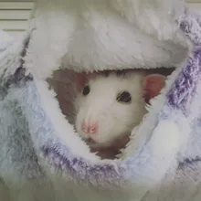 Hammock For Hamster Ferret Rabbit Animals Small Cotton Sleep Nest House Hanging Pet Hammock