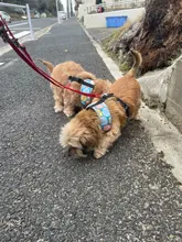 Arnés para perro o gato de nailon, arnés para perro o gato impreso, arneses para perros pequeños, chaleco para caminar para mascotas, correa para gatos, Bulldog Francés, Chihuahua, Yorkshire