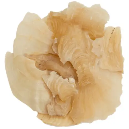 High quality pure Astragalus sp.- Tragacanth gum 50 gr-200 gr free shipping 
High quality pure Astragalus sp.- Tragacanth gum 50 gr-200 gr free shipping