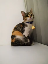 Accesorios de gato de cuero sintético rosa, collar de seguridad personalizado con nombre para chihuahua, Correa pequeña para gato, arnés para gato, XS, S, M, L, XL