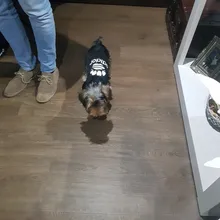 Ropa de invierno para perros medianos y pequeños, sudaderas cálidas con letras para Chihuahua, Yorkshire, Cachorro Bulldog Francés