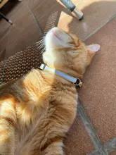 Collares con cascabel para gatos, hebilla de nailon ajustable, Collar reflectante de moda, diseño de cabeza de gato, accesorios para gatos, 21 colores