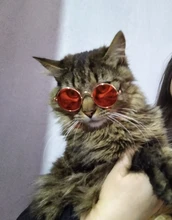 Gafas de protección contra el desgaste para perros y gatos adorables, productos para mascotas, protección contra el desgaste, gafas de sol, fotos, accesorios para mascotas, 1 ud.