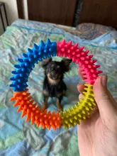 Anillo de espina Multicolor de goma TPR, juguete para mascotas, gato y perro, calidad Molar, juguete ambiental para gatos y perros