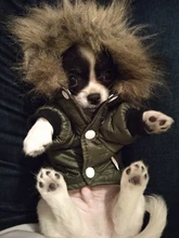 Hoodie Clothing Pet-Jacket Dog-Coat Small Dogs Chihuahua For Yorkshire Winter Cotton