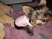 Clothing Jacket Puppy-Coat Dogs Pet-Chihuahua Winter Yorkshire Small Medium Pug for Schnauzer