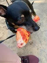 Juguete de mordida de perro para mascotas, mordedor de peluche para perros, Chihuahua, Yorkie, juguete para mascotas con sonido, entrenamiento interactivo, producto para mascotas