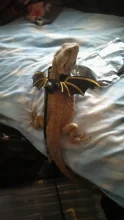 2021 New Reptile Lizard Gecko Bearded Dragon Harness and Leash Adjustable Strap