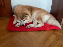 Manta para cama de perro para exterior, cojín de perro portátil, estera impermeable para exteriores, cama plegable para mascotas, sofá para perros pequeños y grandes, 3 colores