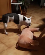 Toys Sleeping-Partner Plush-Cotton Teddy Soft Pet-Toy for Puppy-Dogs-Bulldog Pig-Shape