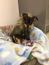 Hoodie Clothing Pet-Jacket Dog-Coat Small Dogs Chihuahua For Yorkshire Winter Cotton