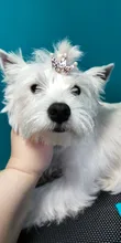 Lazos para perros pequeños, tienda de accesorios de Yorkshire para mascotas, pinzas para el pelo, lazos para gatos, mesa, fiocchi, bastón, accesorios honden
