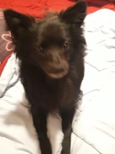 Porta tarjetas Rfid antimagnéticas para hombre y mujer, billetera inteligente de cuero PU, monedero Vintage corto, Mini bolsa para dinero