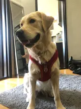 Reflectante de poliéster arnés tipo chaleco para perro ajustable transpirable Pet arneses sin tirones para medianas y grandes perros Bulldog francés cosas