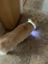 Collar para perro recargable por USB, emisor de luz, TPU, puede cortar la luz de seguridad para perros pequeños y medianos