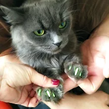 20 unids/bolsa suave tapones para uñas de gato/Cat uñas cubierta/pata gorras/Pet/uñas Protector libre pegamento adhesivo tamaño XS S M L