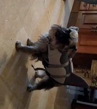 Vida de perro chaqueta Ripstop perro salvavidas tiburón chalecos con el rescate de mascota perro seguridad traje de baño para piscina playa de navegación