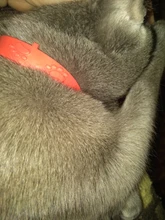 Mascota perro gato Collar Anti pulgas Mite piojos insecticida Mosquito al aire libre Collar ajustable para mascota gato accesorios a largo plazo de protección